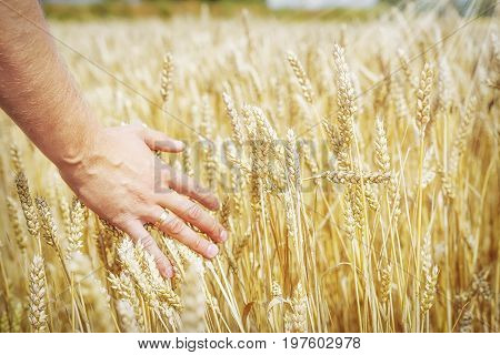 Wheat ears in man's hand. Harvest concept. Hand of farmer touching wheat corn agriculture. Ears of wheat close up. Harvest and harvesting concept. Cereal, Field of golden wheat. Whole grains