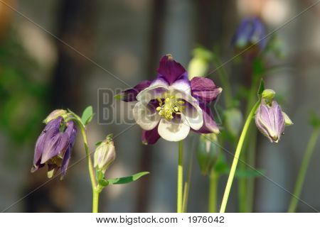 Fleurs violet