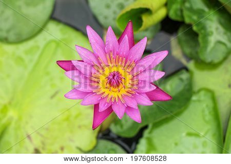 the seed-bearing part of a plant, consisting of reproductive organs (stamens and carpels) that are typically surrounded by a brightly colored corolla (petals) and a green calyx (sepals)
