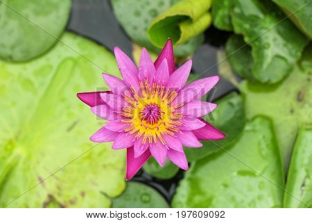 the seed-bearing part of a plant, consisting of reproductive organs (stamens and carpels) that are typically surrounded by a brightly colored corolla (petals) and a green calyx (sepals)