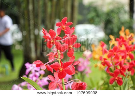 the seed-bearing part of a plant, consisting of reproductive organs (stamens and carpels) that are typically surrounded by a brightly colored corolla (petals) and a green calyx (sepals)