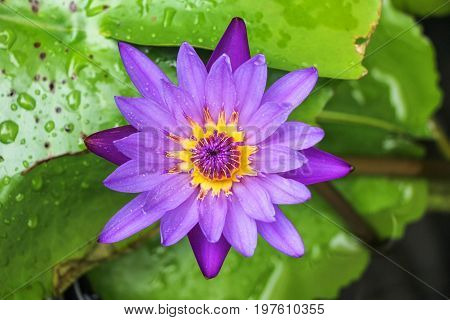 the seed-bearing part of a plant, consisting of reproductive organs (stamens and carpels) that are typically surrounded by a brightly colored corolla (petals) and a green calyx (sepals)