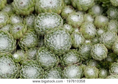 Leaves of a cobweb house leek Sempervivum arachnoideum a succulent plant from Europe.