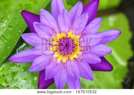 the seed-bearing part of a plant, consisting of reproductive organs (stamens and carpels) that are typically surrounded by a brightly colored corolla (petals) and a green calyx (sepals)