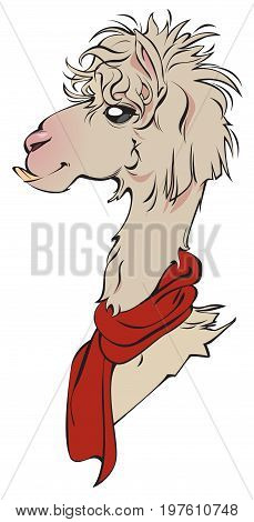 A cute Llama Alpaca, available as a vector file