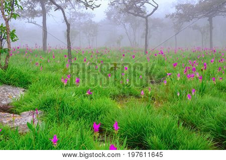 Curcuma sessilis, beautiful flowers in the forest.