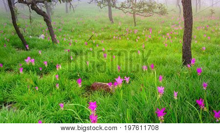Curcuma sessilis, beautiful flowers in the forest.