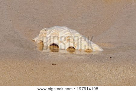 An empty open sea shell in the sand - Espiritu Santo Vanuatu