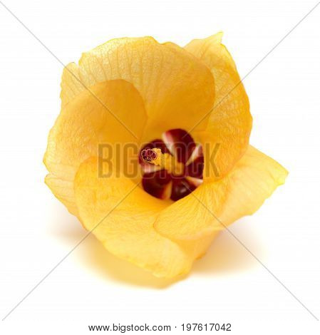 yellow Hibiscus grewiifolius Hassk flower on a white background