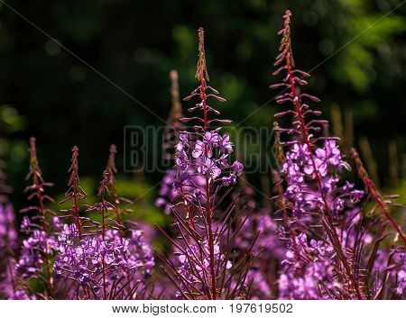 Wild Purple Herbal Background