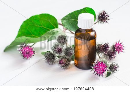 Agrimony burdock Essential oil In small bottle. Flowers spikes and leaves.