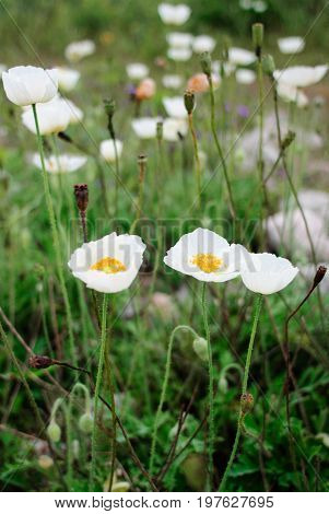 The group of white poppies in stones