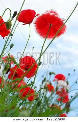 Beautiful red poppies on the meadow vertical view