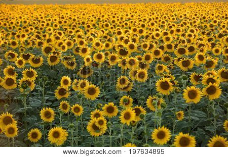 Sunflowers field near Arles in Provence France