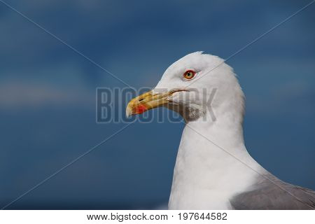 Close-up of a seagull with blue sky background