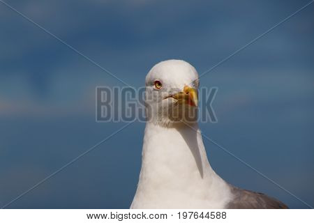 Close-up of a seagull with blue sky background