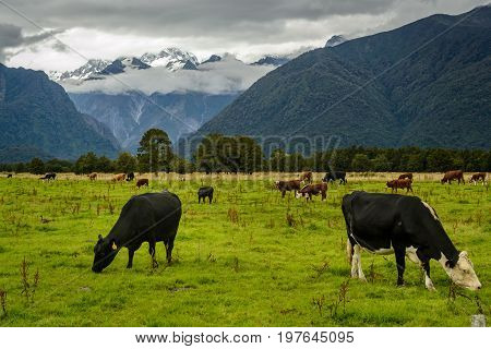 A Beautiful New Zealand Landscape