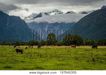 A Beautiful New Zealand Landscape