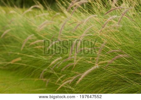 Beautiful Yellow Grass