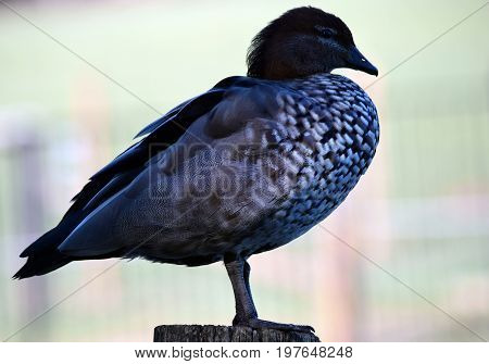 Pretty Australian Duck