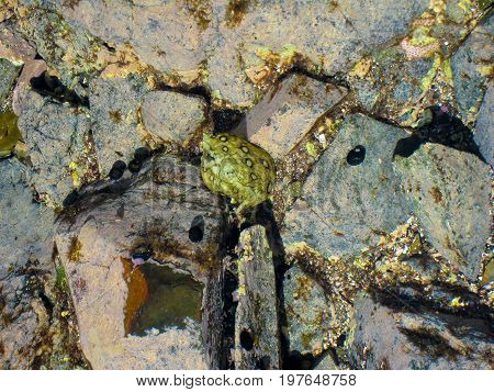 Biotic and abiotic texture on a rock in Madeira