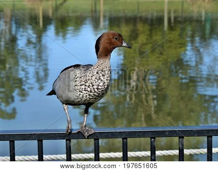Pretty australian duck chenonetta jubata Queensland Australia