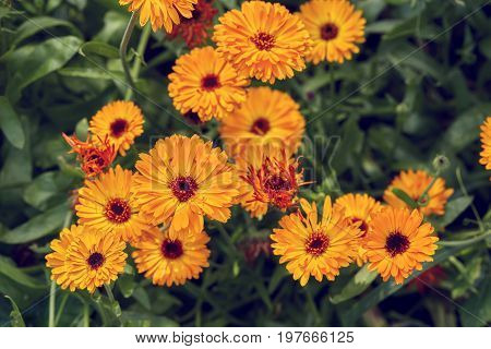 Bright summer background with growing flowers calendula marigold