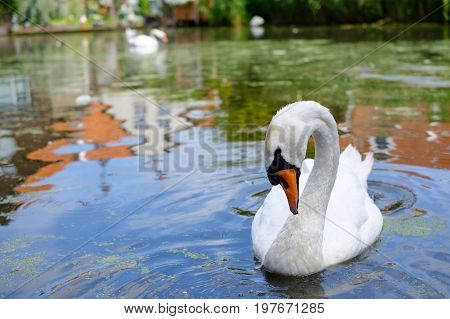 A white swan sweaming in small lake.