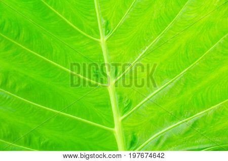 green leaf soft texture beautiful background with copy space add text ( Colocasia esculenta (L.) Schott ARACEAE )