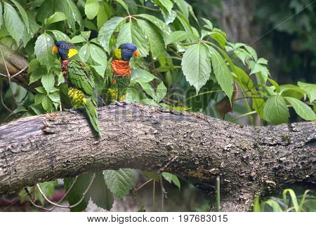 Amazon Parrot (Amazona aestiva) on tree brunch
