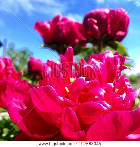 The photo shows blooming red flower, botanica peony with green leaves.