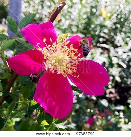 The photo shows blooming red flower, botanica peony with green leaves.