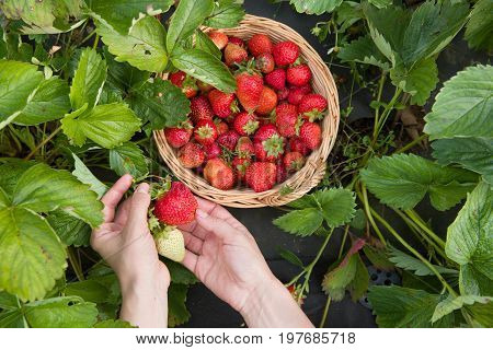 Top view on woman's hands picking up organic strawberries on the farm. Harvesting. healthy eating and lyfestyle.