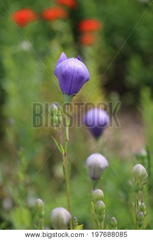 Wild carpathian bellflower Campanula carpatica in a garden meadow in summer