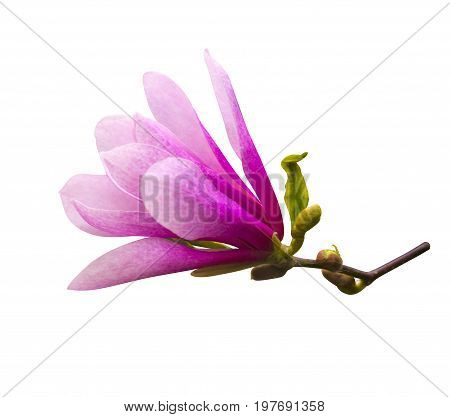 decoration of few magnolia flowers. pink magnolia flower isolated on white background. Magnolia. Magnolia flower