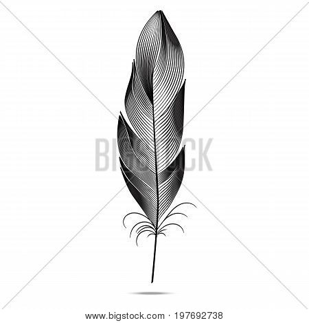 Black and white feathers on a white background. Vector graph contour. Engraving