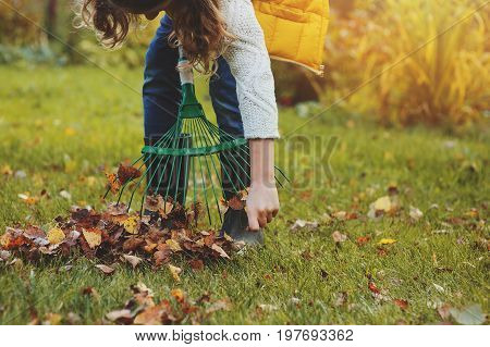 happy child girl playing little gardener in autumn and picking leaves into basket. Seasonal garden work.