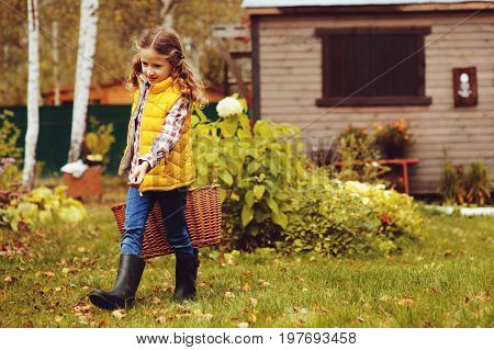 happy child girl playing little gardener in autumn and picking leaves into basket. Seasonal garden work.