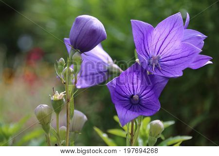 Wild carpathian bellflower Campanula carpatica in a garden meadow in summer