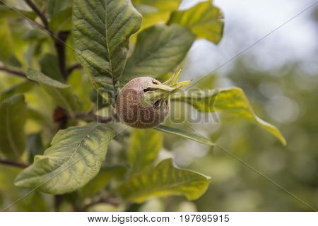 Branch With Medlar, Medlar Growing