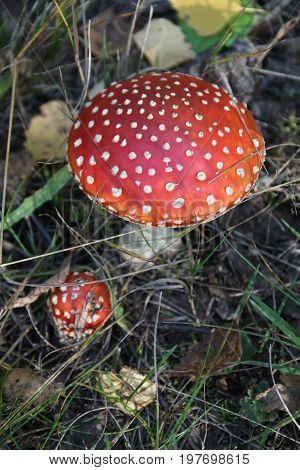 Red and white in tha autamn forest