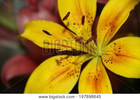 Flowers in the summer garden. Yellow lily