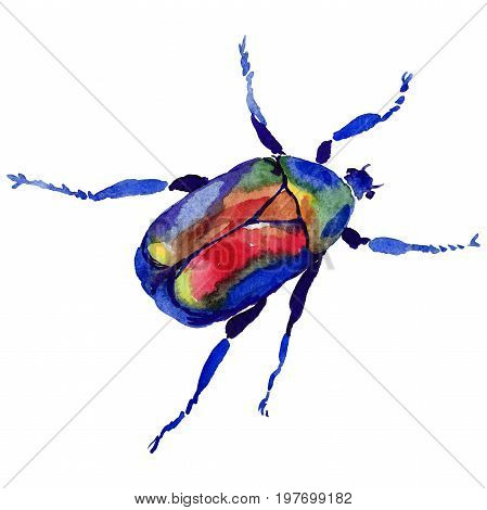 Exotic beetle bronzovka wild insect in a watercolor style isolated. Full name of the insect: beetle bronzovka. Aquarelle wild insect for background, texture, wrapper pattern or tattoo.