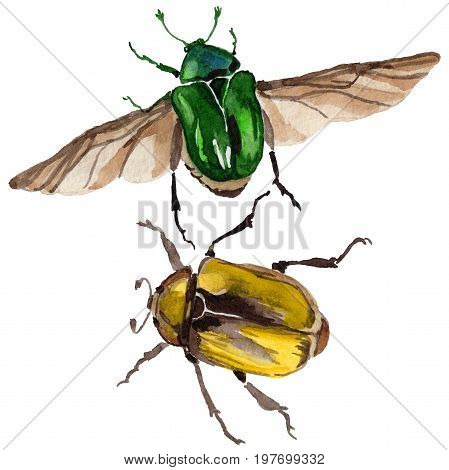Exotic beetle bronzovka wild insect in a watercolor style isolated. Full name of the insect: beetle bronzovka. Aquarelle wild insect for background, texture, wrapper pattern or tattoo.