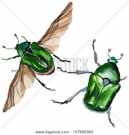 Exotic beetle bronzovka wild insect in a watercolor style isolated. Full name of the insect: beetle bronzovka. Aquarelle wild insect for background, texture, wrapper pattern or tattoo.