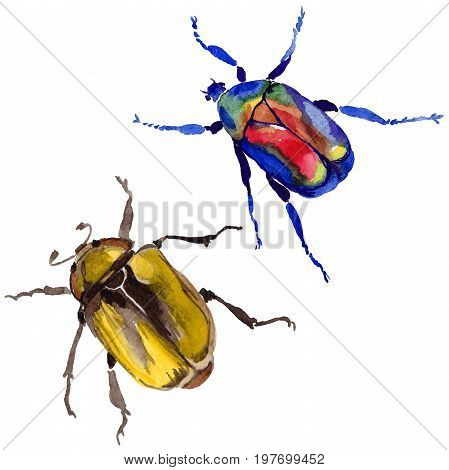 Exotic beetle bronzovka wild insect in a watercolor style isolated. Full name of the insect: beetle bronzovka. Aquarelle wild insect for background, texture, wrapper pattern or tattoo.