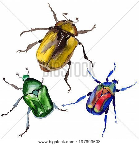 Exotic beetle bronzovka wild insect in a watercolor style isolated. Full name of the insect: beetle bronzovka. Aquarelle wild insect for background, texture, wrapper pattern or tattoo.