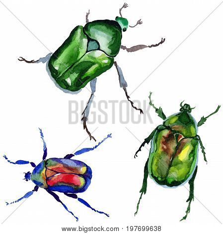 Exotic beetle bronzovka wild insect in a watercolor style isolated. Full name of the insect: beetle bronzovka. Aquarelle wild insect for background, texture, wrapper pattern or tattoo.