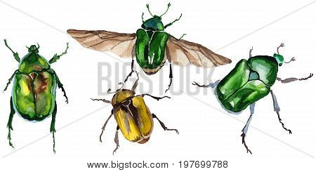 Exotic beetle bronzovka wild insect in a watercolor style isolated. Full name of the insect: beetle bronzovka. Aquarelle wild insect for background, texture, wrapper pattern or tattoo.
