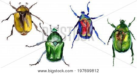 Exotic beetle bronzovka wild insect in a watercolor style isolated. Full name of the insect: beetle bronzovka. Aquarelle wild insect for background, texture, wrapper pattern or tattoo.